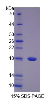 Figure 1. SDS-PAGE
