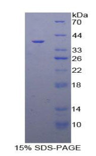 Figure 1. SDS-PAGE