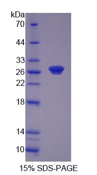 Figure 1. SDS-PAGE