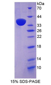 Figure 1. SDS-PAGE