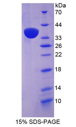 Figure 1. SDS-PAGE