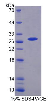 Figure 1. SDS-PAGE