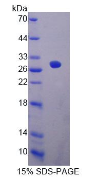 Figure 1. SDS-PAGE