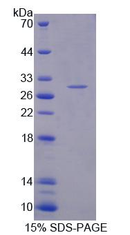 Figure 1. SDS-PAGE