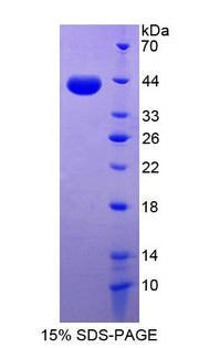 Figure 1. SDS-PAGE