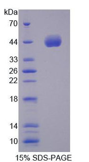 Figure 1. SDS-PAGE