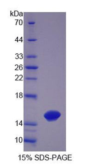 Figure 1. SDS-PAGE