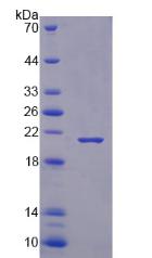 Figure 2. SDS-PAGE