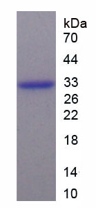 Figure 1. SDS-PAGE