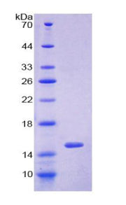 Figure 1. SDS-PAGE
