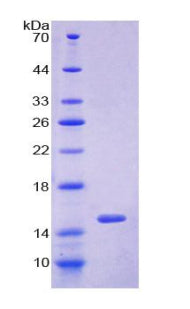 Figure 1. SDS-PAGE