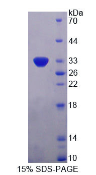 Figure 2. SDS-PAGE