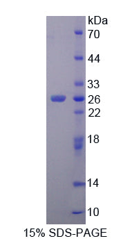Figure 1. SDS-PAGE