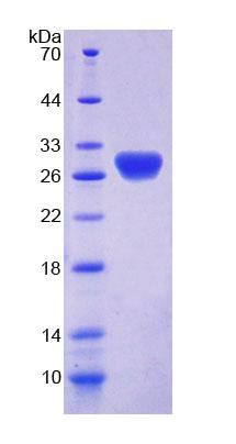 Figure 1. SDS-PAGE