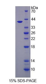 Figure 1. SDS-PAGE