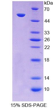 Figure 1. SDS-PAGE