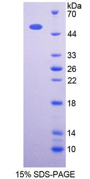 Figure 1. SDS-PAGE