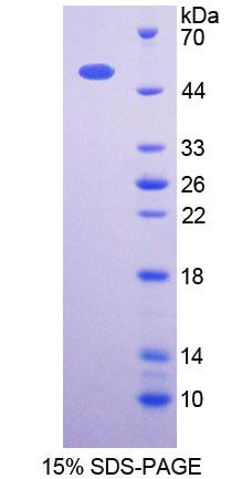 Figure 1. SDS-PAGE