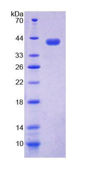 Figure 1. SDS-PAGE