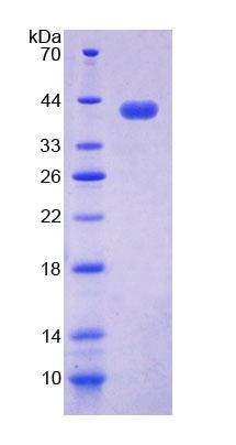 Figure 1. SDS-PAGE