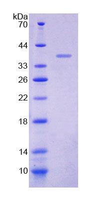 Figure 1. SDS-PAGE