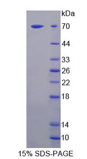 Figure 1. SDS-PAGE