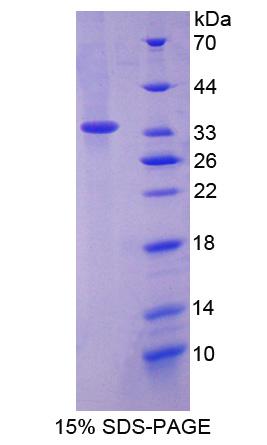 Figure 1. SDS-PAGE