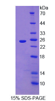 Figure 1. SDS-PAGE
