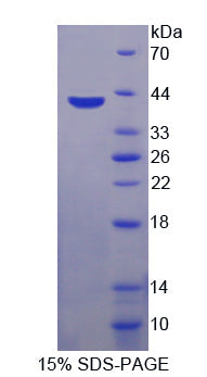 Figure 1. SDS-PAGE