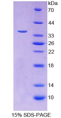 Figure 1. SDS-PAGE