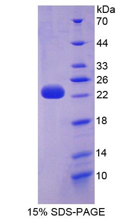 Figure 1. SDS-PAGE