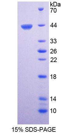 Figure 1. SDS-PAGE