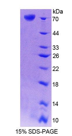 Figure 1. SDS-PAGE