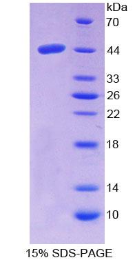 Figure 1. SDS-PAGE