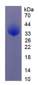 Figure 2. SDS-PAGE