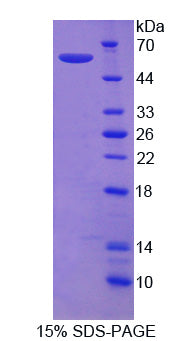 Figure 1. SDS-PAGE