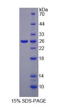 Figure 1. SDS-PAGE