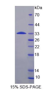 Figure 1. SDS-PAGE