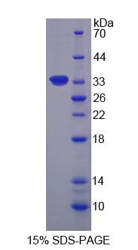 Figure 1. SDS-PAGE