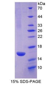 Figure 1. SDS-PAGE