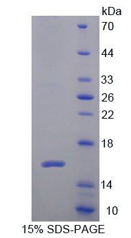 Figure 1. SDS-PAGE