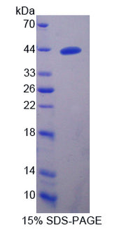 Figure 1. SDS-PAGE
