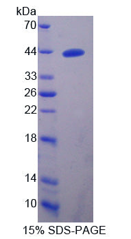 Figure 1. SDS-PAGE