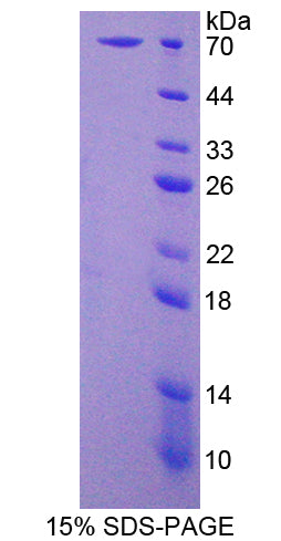 Figure 1. SDS-PAGE