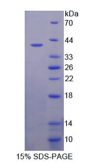 Figure 1. SDS-PAGE