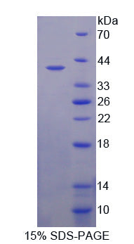 Figure 1. SDS-PAGE