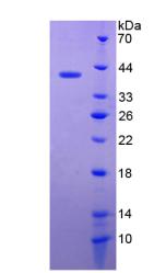 Figure 2. SDS-PAGE
