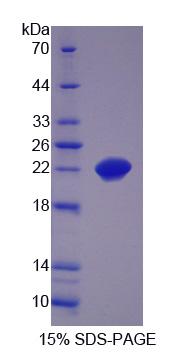 Figure 1. SDS-PAGE