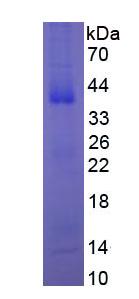Figure 2. SDS-PAGE