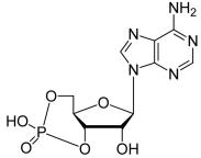 BSA Conjugated Cyclic Adenosine Monophosphate (cAMP), RPU52381